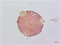 諾氏草藏品圖，第1張