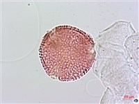 諾氏草藏品圖，第2張