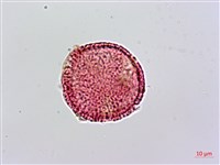 諾氏草藏品圖，第3張