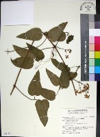 麥氏鐵線蓮藏品圖，第1張