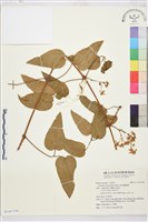 麥氏鐵線蓮藏品圖，第2張