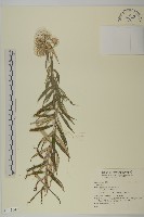 登錄號:S141542藏品圖，第1張