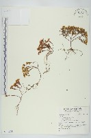 登錄號:S141553藏品圖，第1張