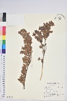 登錄號:S141554藏品圖，第1張