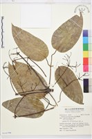 麥氏鐵線蓮藏品圖，第2張