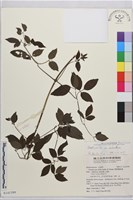 登錄號:S141599藏品圖，第1張