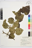 毛木通藏品圖，第1張