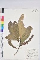 杯狀栲藏品圖，第1張