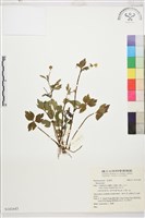 登錄號:S141643藏品圖，第1張