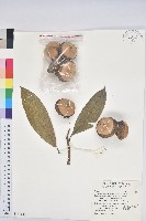 厚鱗石櫟藏品圖，第1張