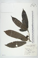 桃葉珊瑚藏品圖，第1張