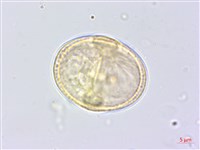 中華天胡荽藏品圖，第1張