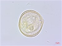 中華天胡荽藏品圖，第2張