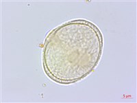 中華天胡荽藏品圖，第3張