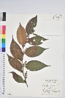 尾葉白珠藏品圖，第1張