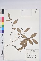 登錄號:S141656藏品圖，第1張