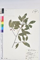 華古柯藏品圖，第1張