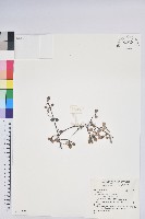 登錄號:S141671藏品圖，第1張