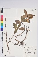 登錄號:S141672藏品圖，第1張