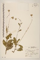 饑荒草藏品圖，第1張