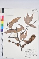 刺栲、鉤栗、火燒柯藏品圖，第1張