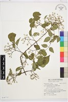 小蓑衣藤藏品圖，第1張