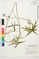 登錄號:S141716藏品圖，第1張