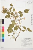 毛茛葉鐵線蓮藏品圖，第1張