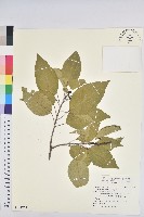 白臼藏品圖，第1張