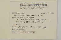 紫花霍香薊藏品圖，第2張