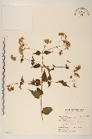 田代氏澤蘭藏品圖，第1張