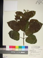 臭娘子藏品圖，第1張