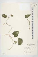 紅花野牽牛藏品圖，第1張