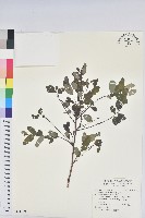 紅仔珠藏品圖，第1張