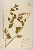 小舌菊、蔓綿菜藏品圖，第1張