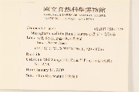 小舌菊、蔓綿菜藏品圖，第2張