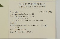 山白蘭藏品圖，第2張