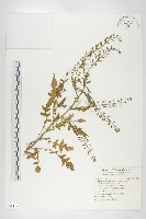 廣東葶藶藏品圖，第1張