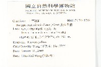 廣東葶藶藏品圖，第2張