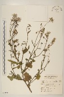 紫背草藏品圖，第1張