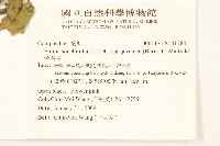 紫背草藏品圖，第2張