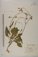 纓絨花藏品圖，第1張