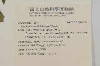 纓絨花藏品圖，第2張