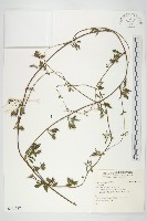 登錄號:S141787藏品圖，第1張