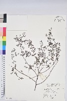 紫斑大戟藏品圖，第1張