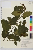 桶鉤藤藏品圖，第1張