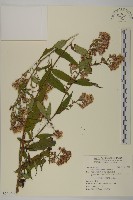 臺灣馬蘭藏品圖，第1張