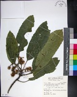 山枇杷、臺灣枇杷藏品圖，第1張