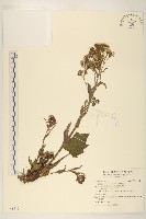 臺灣款冬藏品圖，第1張