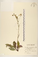 刀傷草藏品圖，第1張